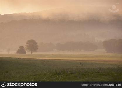 deer in field in the French Jura region in morning mist
