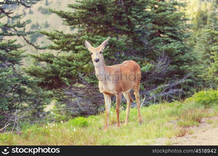 Deer in green forest, USA