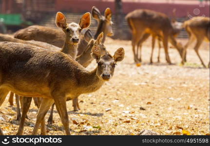 Deer in green forest, USA