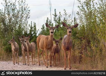 Deer in green forest, USA