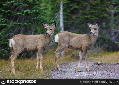 Deer in green forest, USA