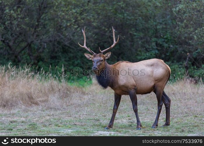 Deer in green meadow, USA