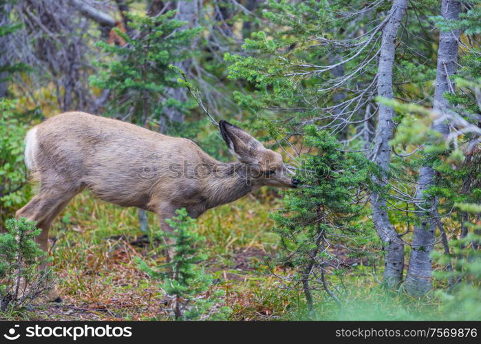 Deer in green meadow, USA