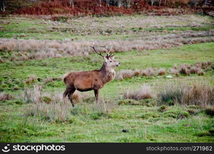 Deer in Jura field