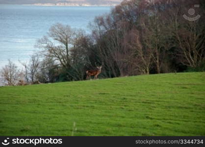 Deer in Jura field