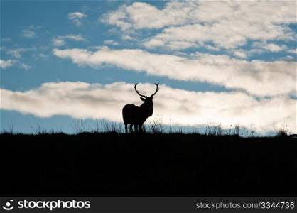 Deer in Jura field