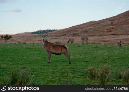 Deer in Jura field
