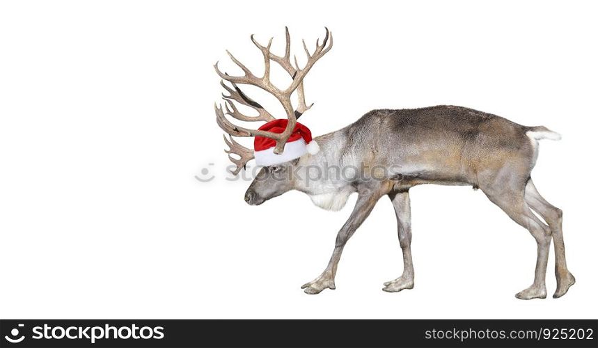 Deer in Santa Claus helper hat close up. Finnish forest reindeer full length isolated on white background. Copy space. Reindeer close up.