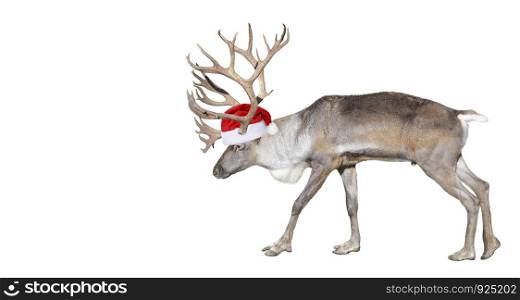 Deer in Santa Claus helper hat close up. Finnish forest reindeer full length isolated on white background. Copy space. Reindeer close up.