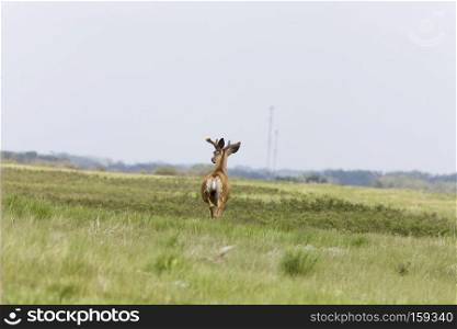 Deer in Saskatchewan prairie Pasture Land Canada