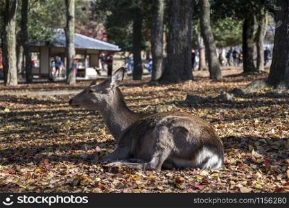 Deer in the autumn morning at Nara public park in Nara, Japan