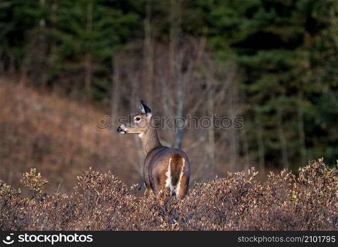 Deer in the Prairies of Saskatchewan Canada