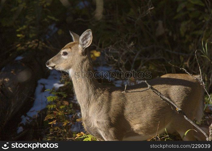 Deer in Winter Canada Wild Scenic Photo