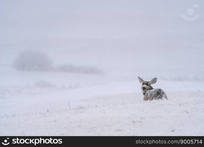 Deer in Winter in Saskatchewan Canada Rural Scene Deer in Winter in Saskatchewan Canada Rural Scene