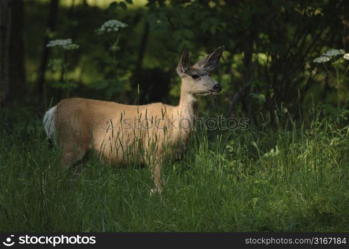 Deer in woodland.