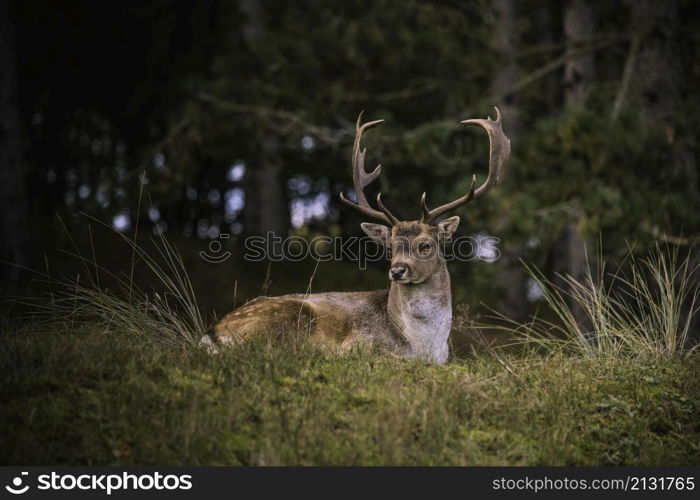 Deer laying down in the dunes of the Amsterdam water supply Area. deer in the wild nature in the netherlands