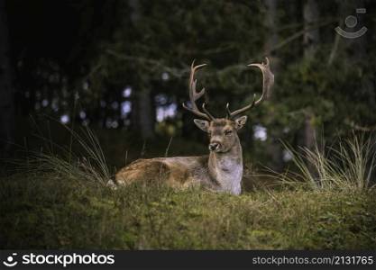 Deer laying down in the dunes of the Amsterdam water supply Area. deer in the wild nature in the netherlands