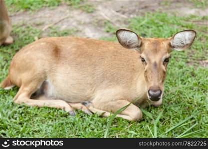 Deer lying on the grass. Areas within the zoo.