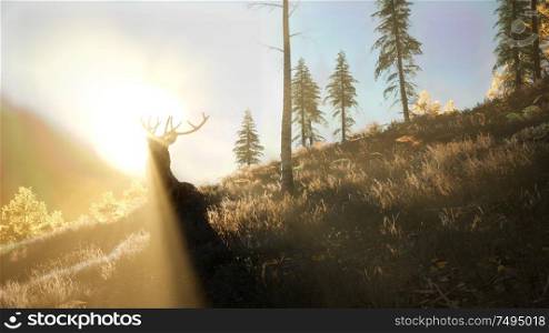 deer male in mountain forest at sunset. Deer Male in Forest at Sunset
