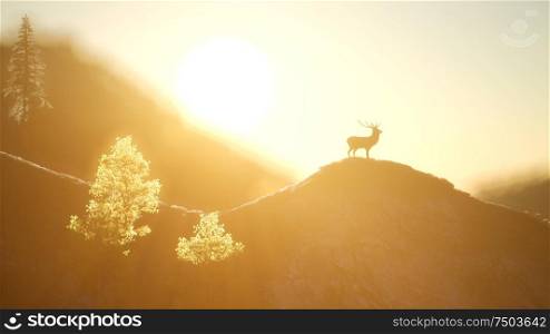 deer male in mountain forest at sunset. Deer Male in Forest at Sunset