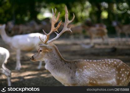 Deer male with good horns profile side view with females