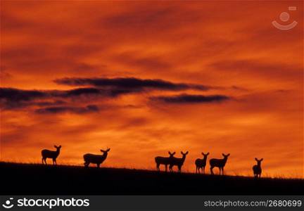 Deer on hill at sunset