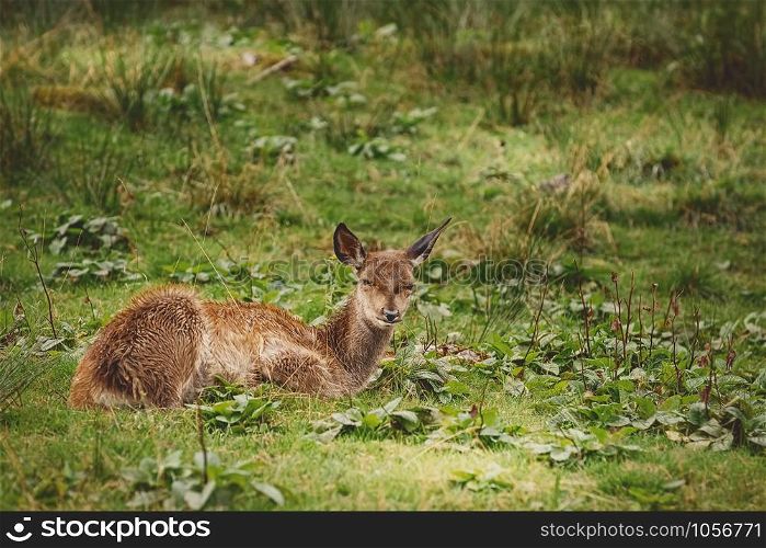 Deer on the Slope of a Hill near the Forest. Deer in the Forest