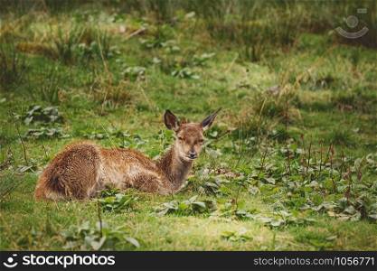 Deer on the Slope of a Hill near the Forest. Deer in the Forest