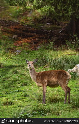 Deer on the Slope of a Hill near the Forest. Deer in the Forest