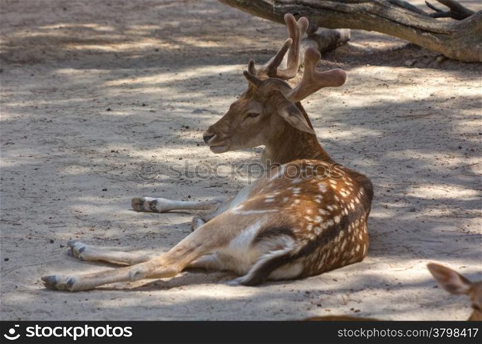 deer resting in the shadow