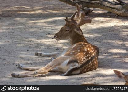 deer resting in the shadow