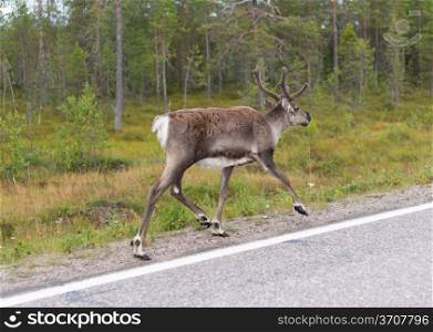 deer running along the road in northern Finland