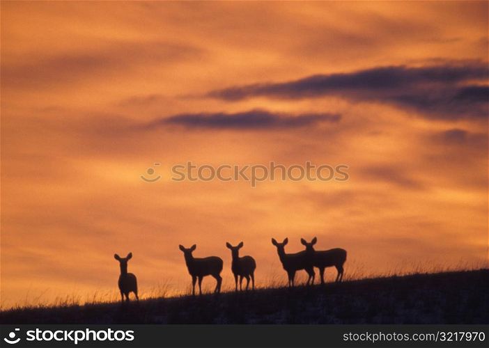 Deer Standing on a Hill at Sunset