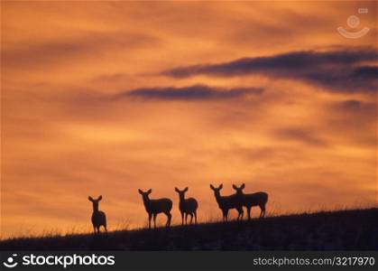 Deer Standing on a Hill at Sunset