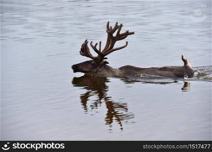 Deer swims across the lake