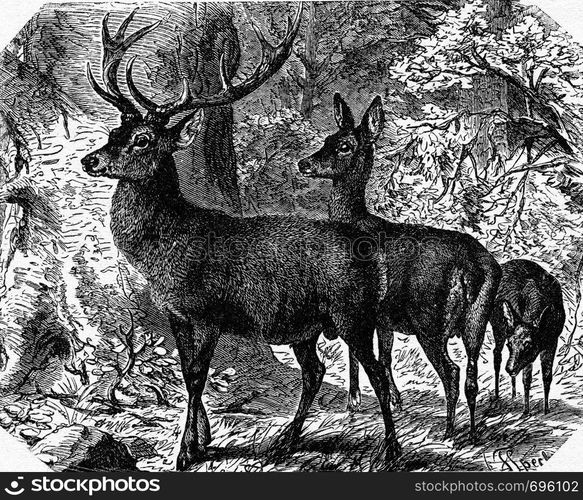 Deer, vintage engraved illustration. La Vie dans la nature, 1890.