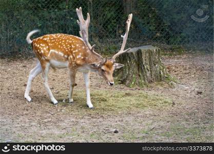 Deer with big horns walking in the wood