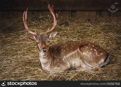 Deer with Horns Rests on the Hay. Deer on the Hay