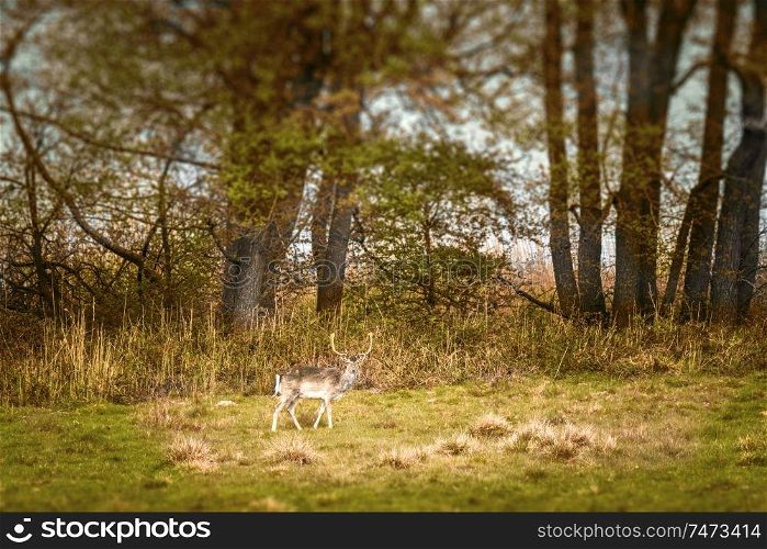 Deer with large antlers on a meadow in the fall walking along a forest