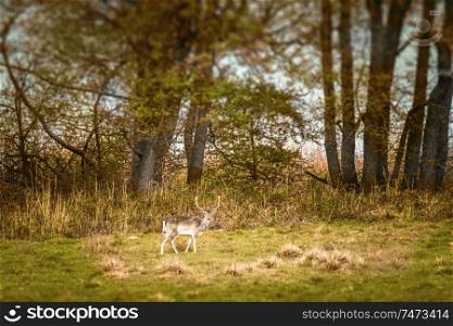 Deer with large antlers on a meadow in the fall walking along a forest