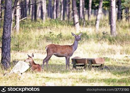 Deers eating in the forest