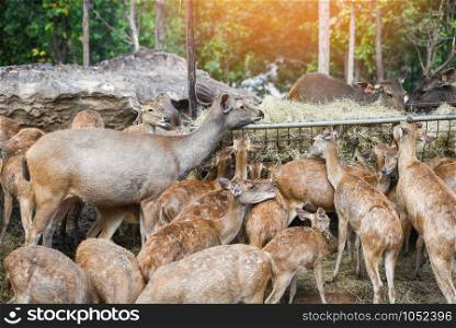 Deers graze grass food in the national park / Various deer in farm