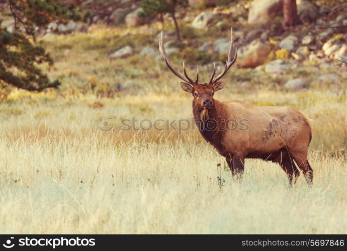 deers in Rocky Mountains NP,USA