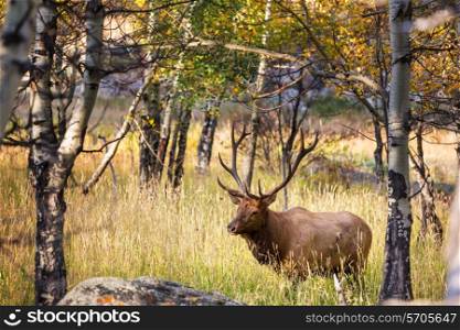 deers in Rocky Mountains NP,USA