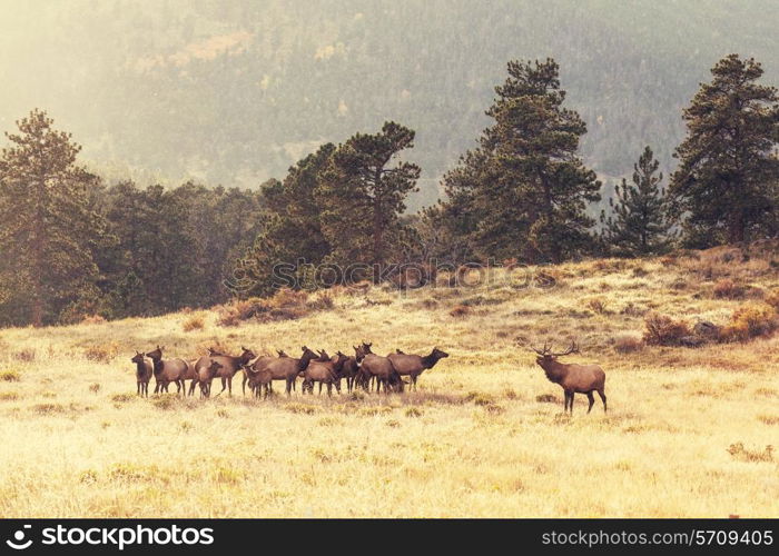 deers in Rocky Mountains NP,USA