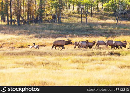 deers in Rocky Mountains NP,USA