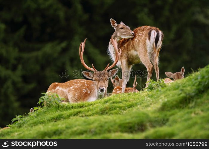 Deers near the Forest on the Slope of a Hill. Deers near the Forest