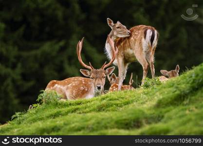 Deers near the Forest on the Slope of a Hill. Deers near the Forest