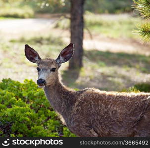 deers on meadow