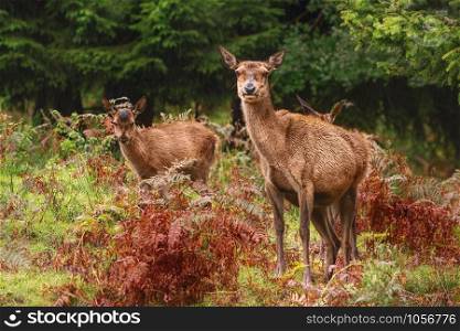 Deers on the Slope of a Hill near the Forest. Deers in the Forest